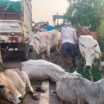 गढ़वा में बड़ा खुलासा : जयनगरा में मवेशी तस्करों की पिकअप ने ट्रैक्टर को मारी टक्कर, 17 क्रूरता से बंधे मवेशी बरामद; खलासी गिरफ्तार, सरगनाओं के नाम उजागर